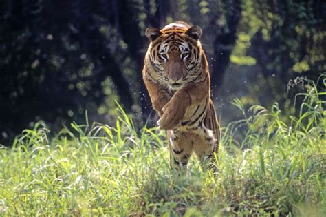 are there bengal tigers in china
